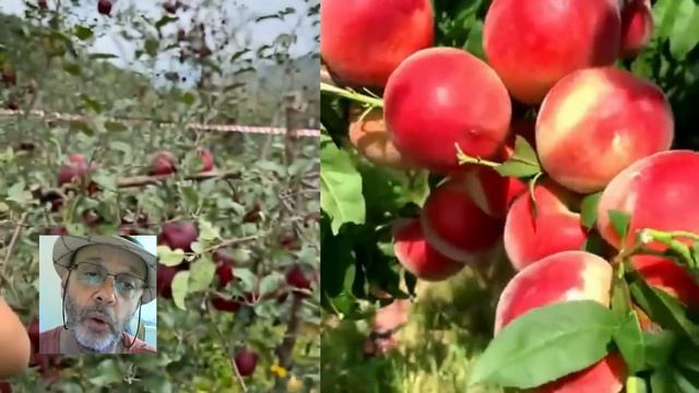FRUTAS Da CHINA: Você Não Viu Nada Igual!