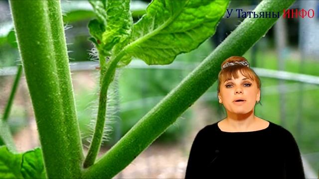 Крестоцветная блошка - АГРЕССОР! Самые надежные средства борьбы от крестоцветной блошки.