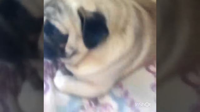 TAG мой пушистый друг (собака)🐶 смотреть онлайн