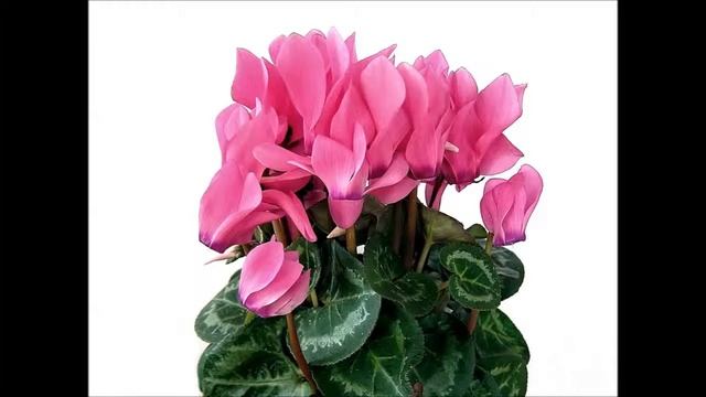 Дикий цикламен смотреть онлайн