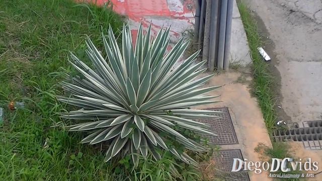 Agave angustifolia Marginata - Caribbean Agave (Agavoideae) смотреть онлайн