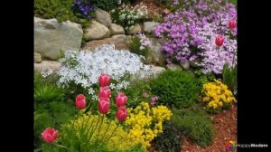 Весенние первоцветы - фото с названиями