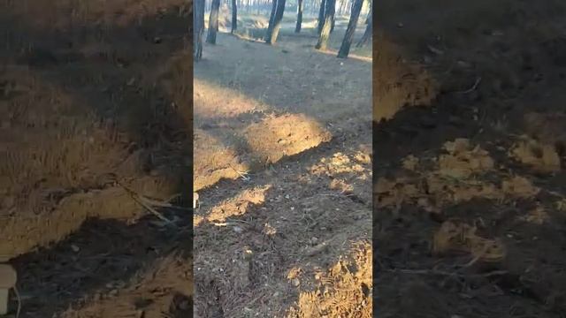 Неожиданно грибы в мороз #тихаяохота #грибы #крым #судак смотреть онлайн