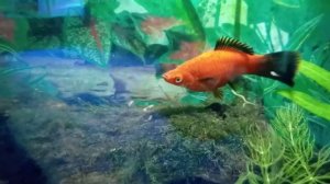 Самка Меченосца рожает