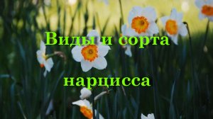 Виды и сорта нарцисса