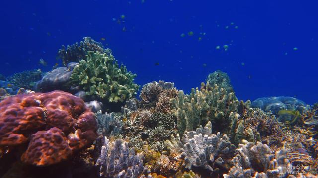 4K Coral Reef - Tropical Fish - Underwater Ocean Sounds - Relaxing Nature Video - Ultra HD - 2160p