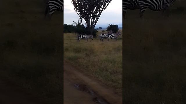 Zebra share genus equus with horses ,🔔 Subscribe learn,👍 like & share смотреть онлайн