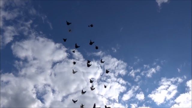 тратата смотреть онлайн