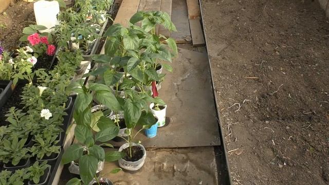 Высаживаем перцы в теплицу. смотреть онлайн