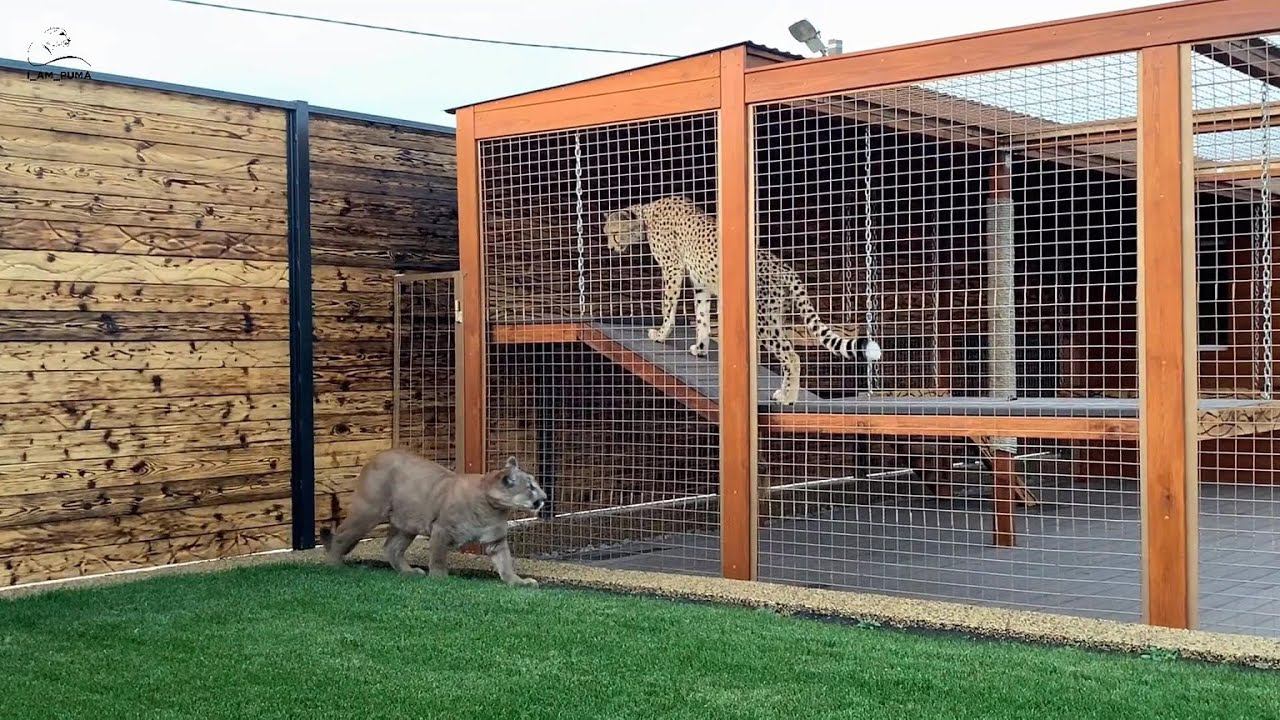 Подружатся ли Месси и Герда?