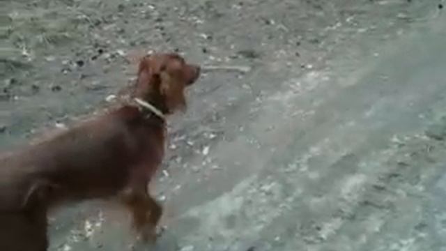 Как Ирма на голубей охотилась