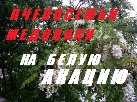 Объединяем Пчелосемьи на Белую акацию.Маток в нуклеусы.Пчелы тянут вощину при отсутствии взятка. смотреть онлайн