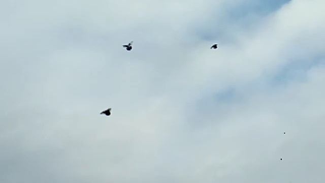 Вячеслав Бондаренко. Курские голуби. Краснодар(часть 222). смотреть онлайн