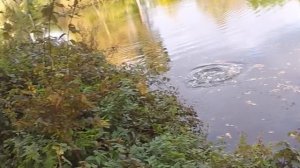 ловля ЩУКИ на ДЖЕРКИ из России ( от подписчиков)