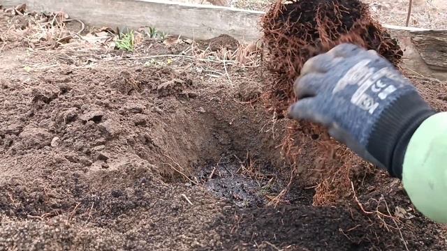 Купрессоципарис Лейланда#саджаємохвоювдома#хвойнірослинивдома#хвойнівланшафті#екзотивсаду смотреть онлайн