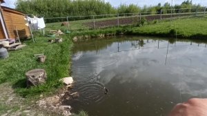 Мормышинг караси и Амур на домашнем пруду
