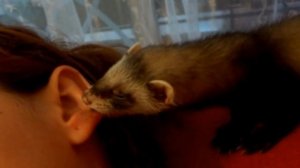 Хорек домашний