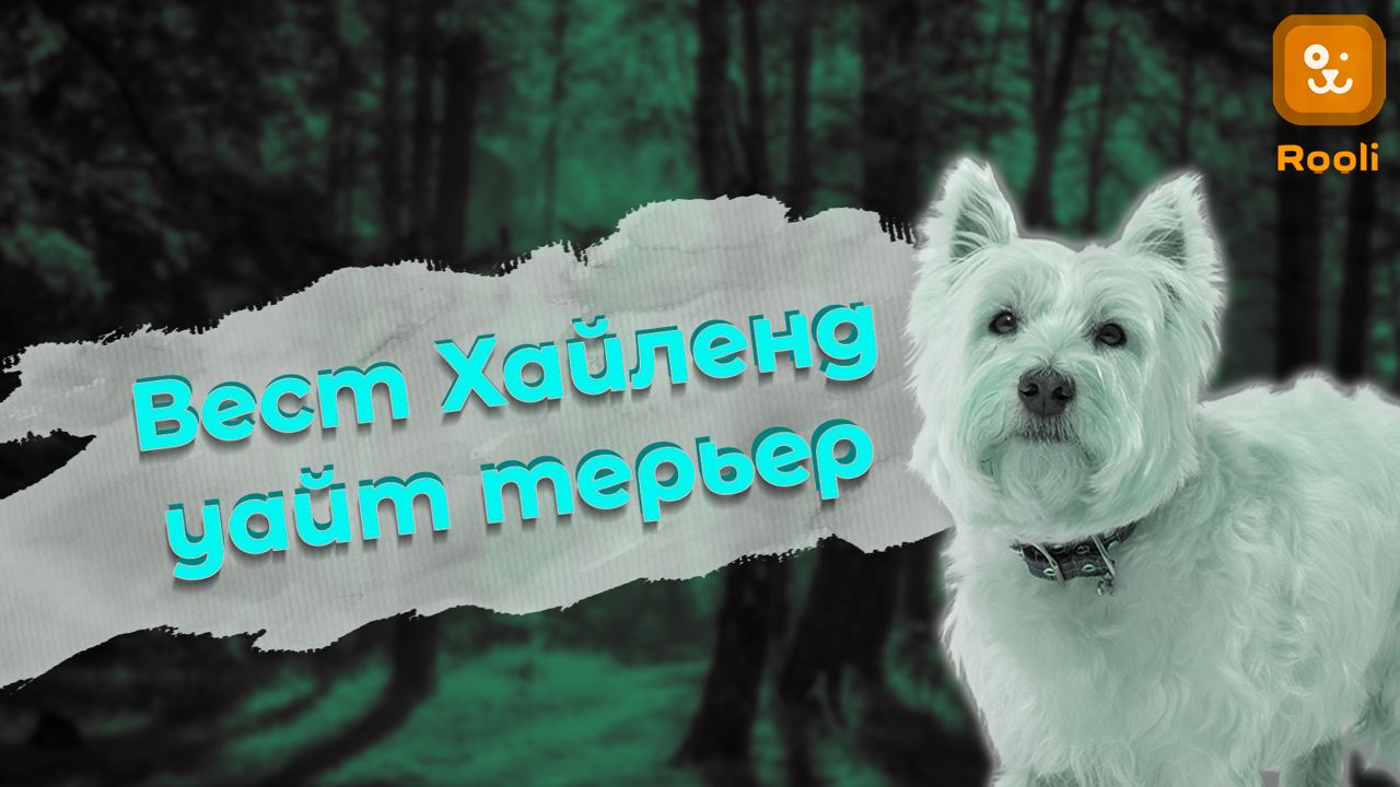 Вест-Хайленд Уайт-Терьер: Яркий Характер в Маленьком Теле смотреть онлайн