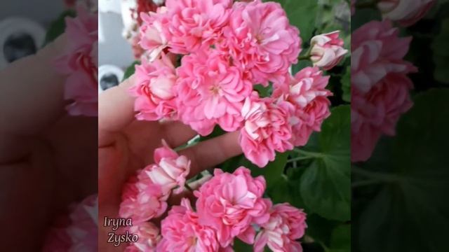 Pelargonium Norrland