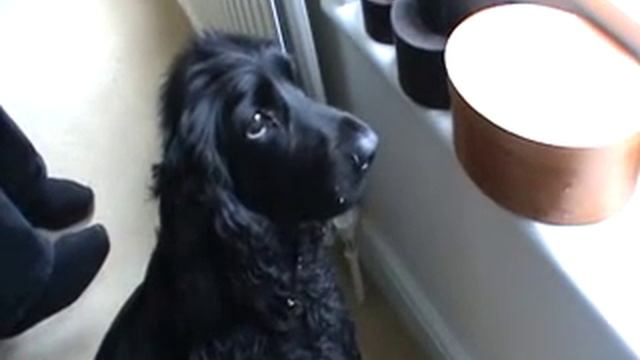 Field Spaniel tells a Squirrel where to go смотреть онлайн