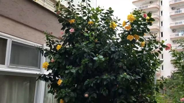 Цветы Турции Алания розы 🌹 гибискус 🌺 смотреть онлайн