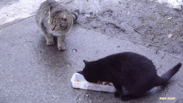 Cats in first day new year смотреть онлайн