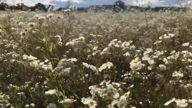 Солнечное поле смотреть онлайн