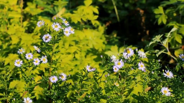 Цветочный фон — Цветы осенью | Футажи красивая природа [FullHD] смотреть онлайн