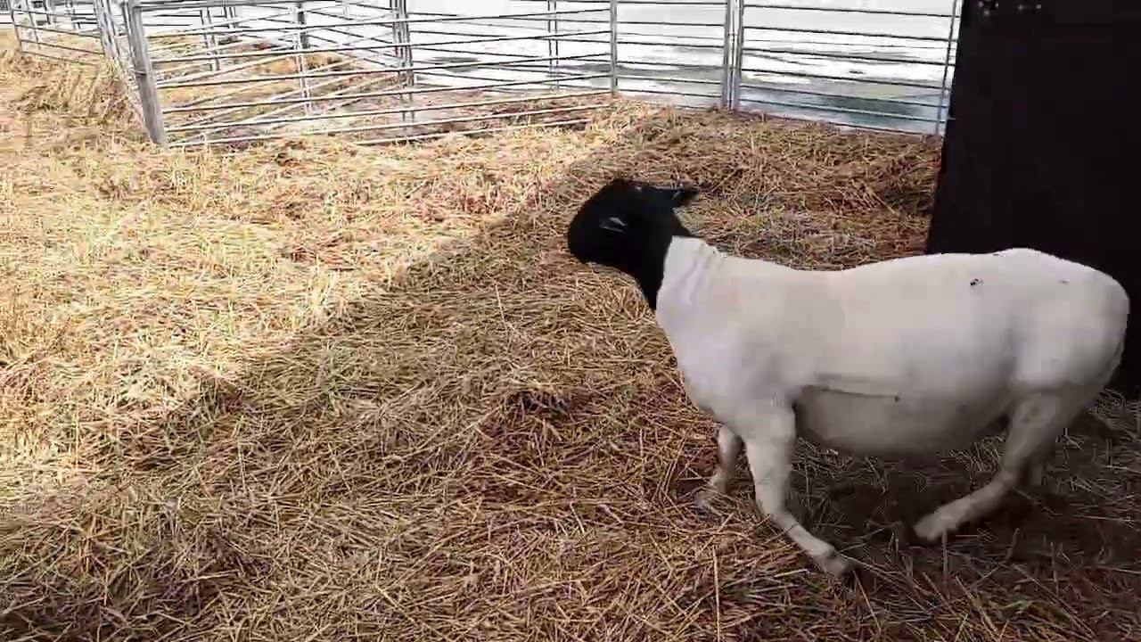 Продажа баранов дорпер класс Элита с доставкой до Москвы #dorper #дорпер #dorpersheep #овцеводство