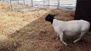 Продажа баранов дорпер класс Элита с доставкой до Москвы #dorper #дорпер #dorpersheep #овцеводство