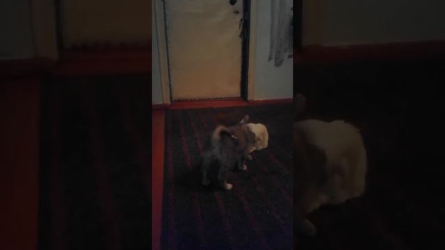 Поддержка Цезаря хаски в окоте кошки Тиши. смотреть онлайн