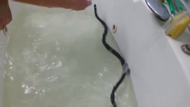 Самая ручная рептилия - развлекаемся и играем смотреть онлайн