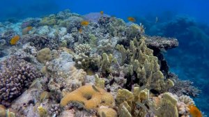 Египет 2021. #3. Утренний сноркелинг на коралловом рифе отеля  Mōvenpick Resort Sharm El Sheikh.