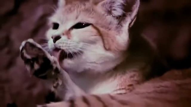 Бродяга Барханный Кот смотреть онлайн