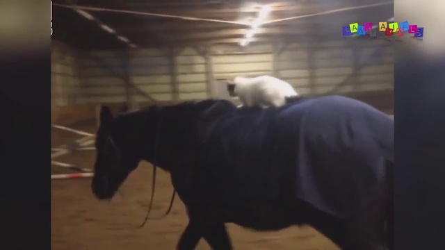 Просто приколы с котанами. Большая нарезка. смотреть онлайн