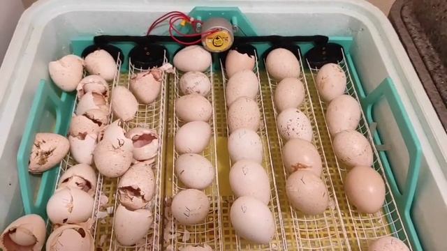 ИНКУБАЦИЯ ИНДЮКОВ.СУПЕР РЕЗУЛЬТАТ. ВСЁ ЧТО НУЖНО ЗНАТЬ ДЛЯ ОТЛИЧНОЙ ИНКУБАЦИИ. ИНКУБАТОР ТЕПЛУША.? смотреть онлайн