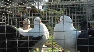 ВЫСТАВКА ГОЛУБИ ПРИАЗОВЬЯ В ЧЕРНИГОВКЕ