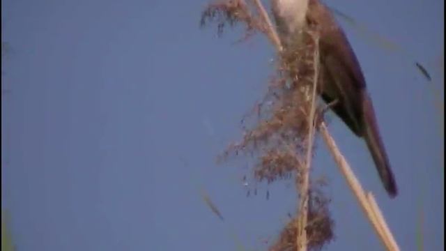 Камышовка тростниковая самец смотреть онлайн