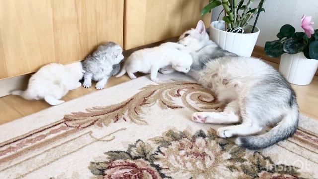 British Kittens Of Cat Kylie 22 Days Old.The Big Outing.Котятам кошки Кайли 22 дня.Большая прогулка смотреть онлайн