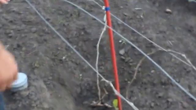 Последствия заморозка для винограда. смотреть онлайн