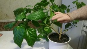 Как обрезать гибискус( китайскую розу,чтоб кустик был пушистым?