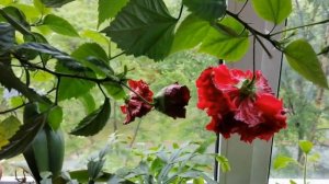 Чем подкормить цветы  Китайская роза  Применение удобрений