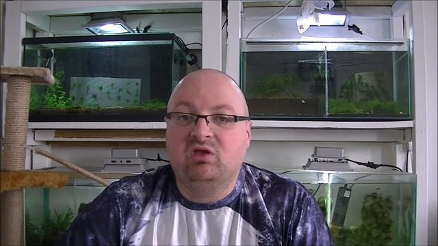 The Life Cycle Of The Shrimp: Baby (Keeping Them Alive) смотреть онлайн