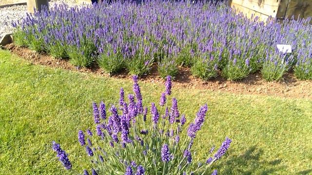 Lavandula Blue Spear смотреть онлайн