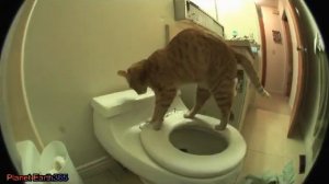 Cat on the toilet (Кот ходит в туалет)