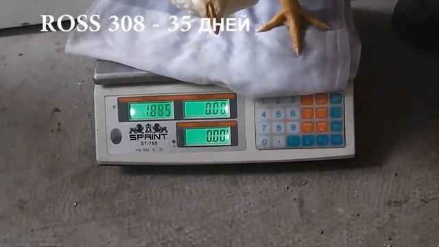 В чем ценность, превосходство и выгодность в разведении. Бройлер ROSS 308. смотреть онлайн