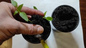 Пикировка перца - это просто! Зачем я посеяла в один горшок два семени перца, сейчас станет понятно