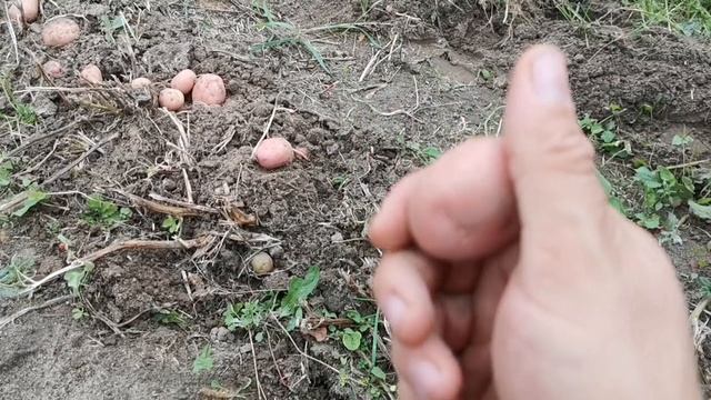 Сарпо Мира, как вырастить семенные клубни на продажу! смотреть онлайн