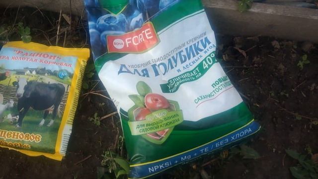 САДОВАЯ ГОЛУБИКА.Что нужно сделать с кустами голубики весной в обязательном порядке смотреть онлайн