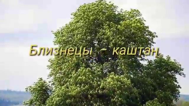 ?ГОРОСКОП ДЕРЕВЬЕВ НА СЕГОДНЯ? смотреть онлайн